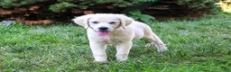 Golden Retriever dogs for sale: Tori - Ad 4