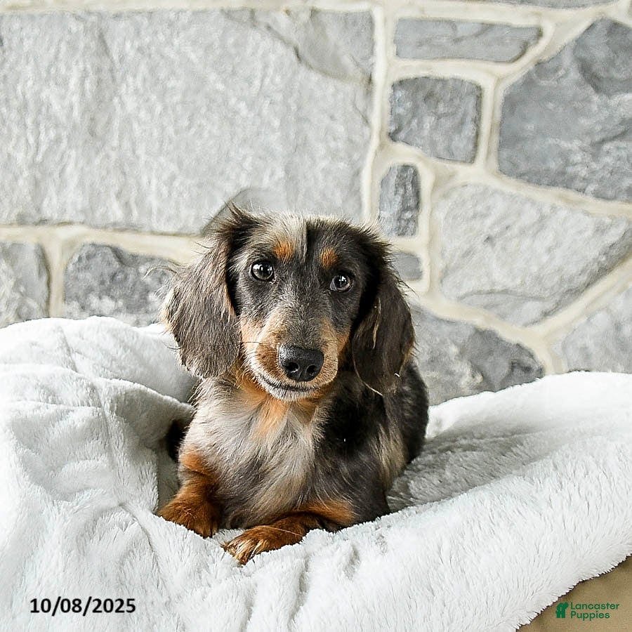 Miniature Dachshund dogs for sale: North  - Ad 5