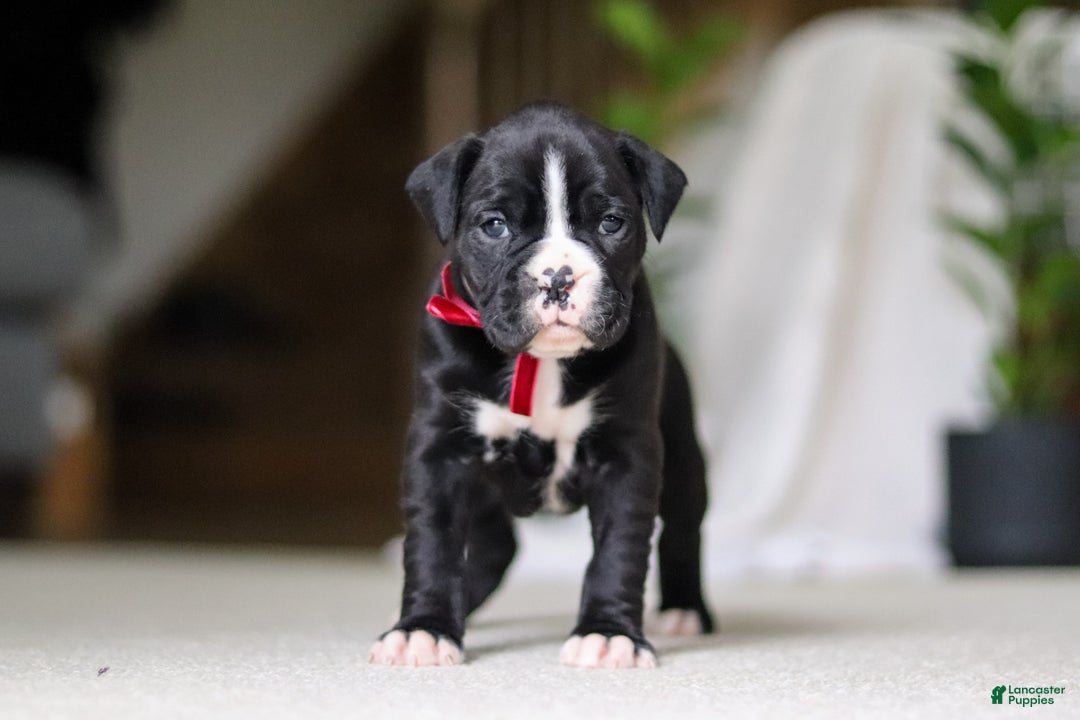 Boxer dogs for sale: Sammy - Ad 7