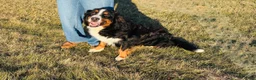 Bernese Mountain Dog dogs for sale: Dark Blue male  - Ad 2