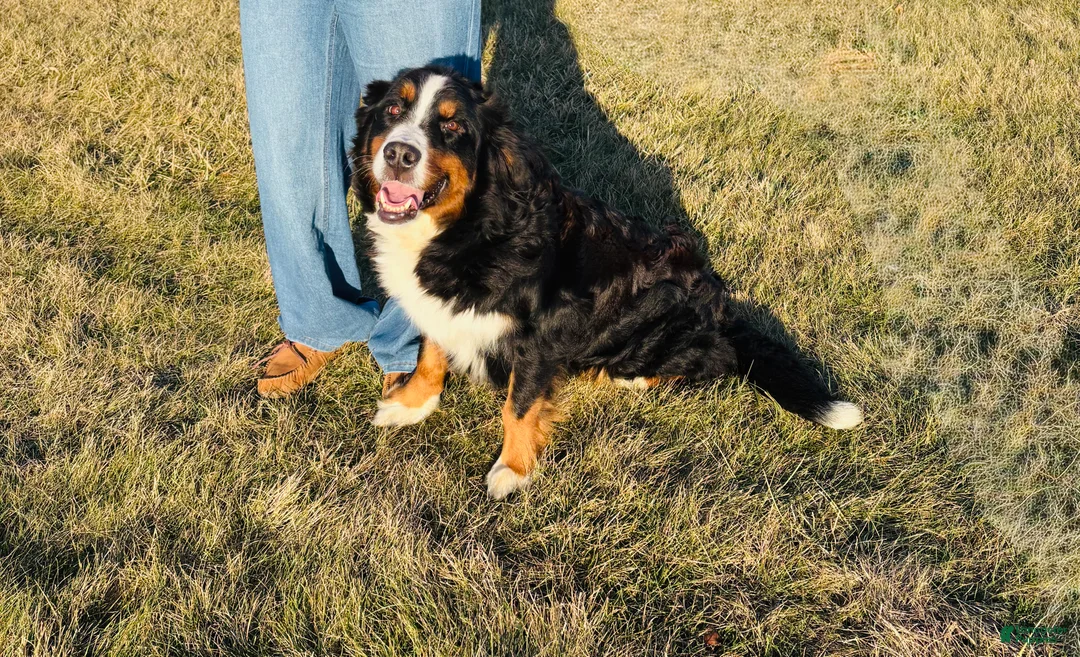 Bernese Mountain Dog dogs for sale: Dark Blue male  - Ad 2