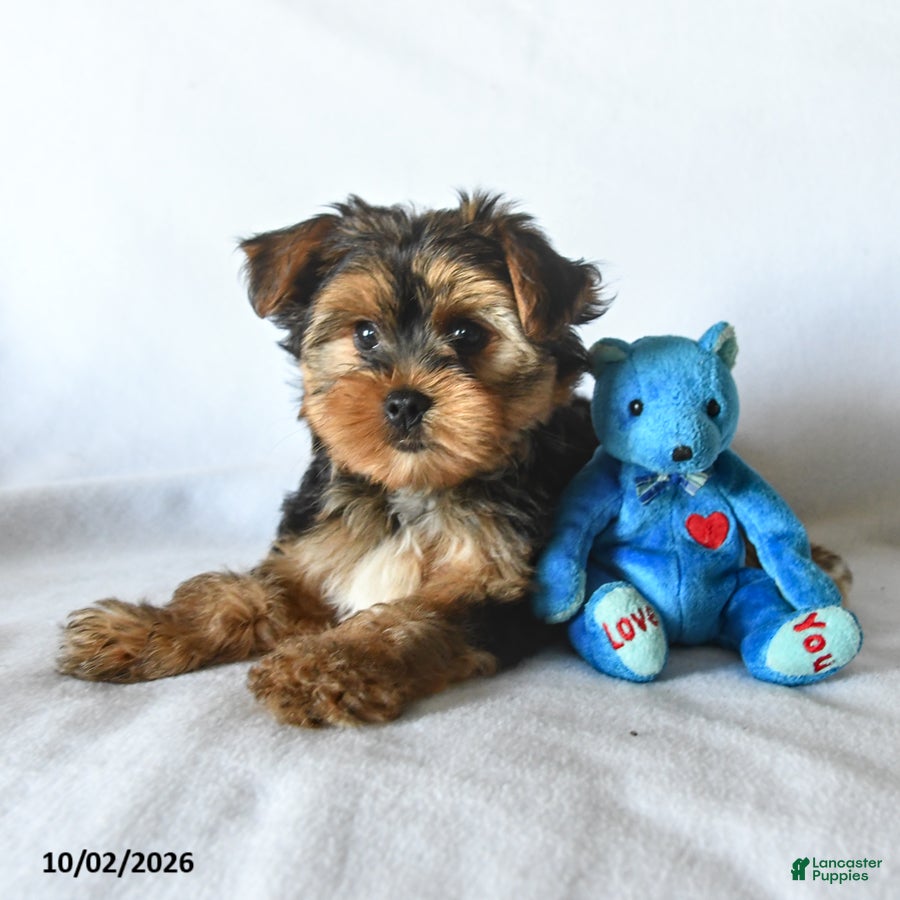 Yorkshire Terrier dogs Charmer - Ad 2