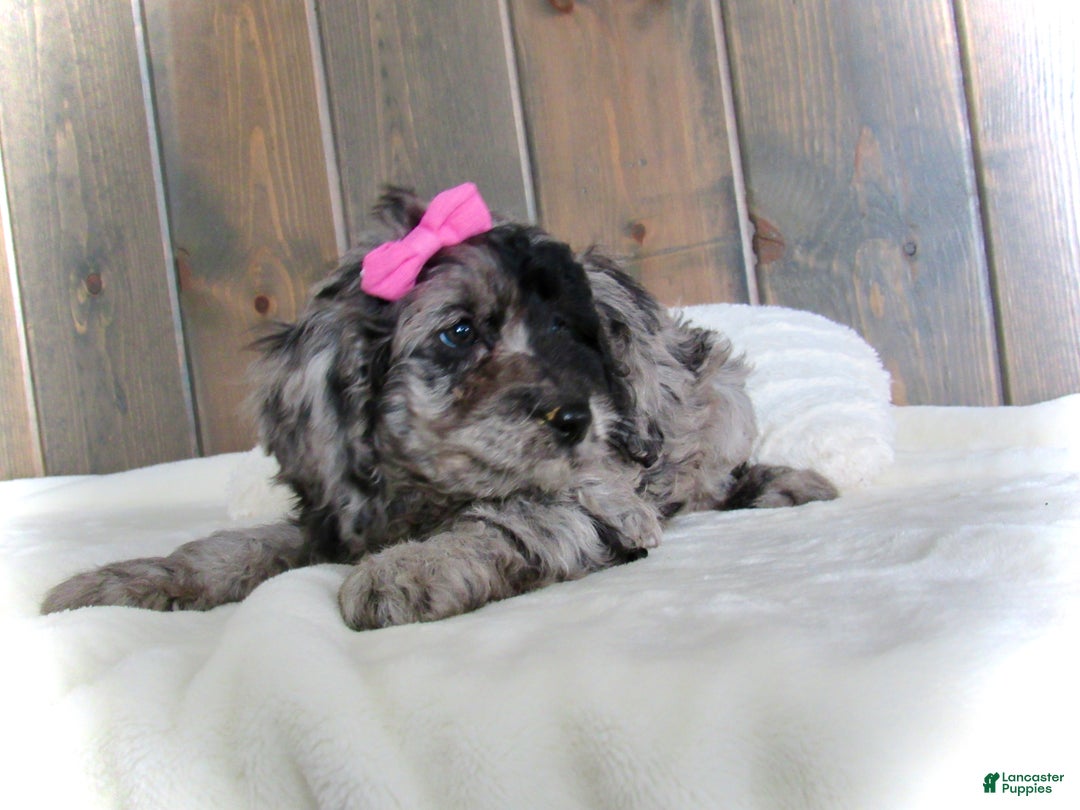 Mini Goldendoodle dogs for sale: Ellie - Ad 8