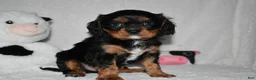 Cavalier King Charles Spaniel dogs for sale: Uzi  - Ad 1