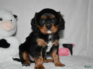 Cavalier King Charles Spaniel dogs Uzi - Ad 25