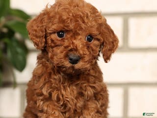 Bichpoo dogs Finn - Ad 15