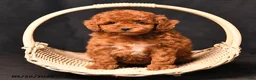Toy Poodle dogs for sale: Blossem - Ad 3