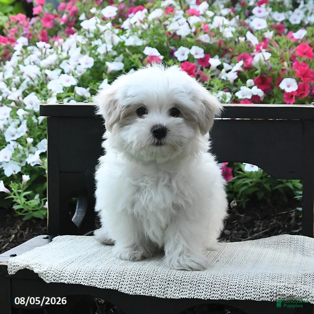 Maltipoo dogs for sale: Buddy - Ad 2