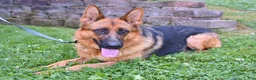 German Shepherd dogs for sale: Bingo - Ad 5