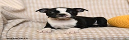 Boston Terrier dogs for sale: Moe  - Ad 5