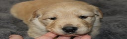 Golden Retriever dogs for sale: Freddie - Ad 3