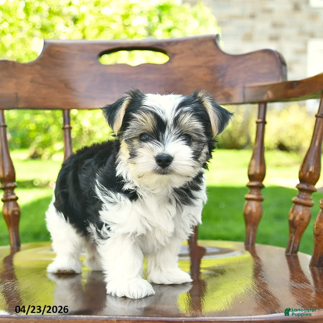 Yorkshire Terrier dogs for sale: Sage  - Ad 2