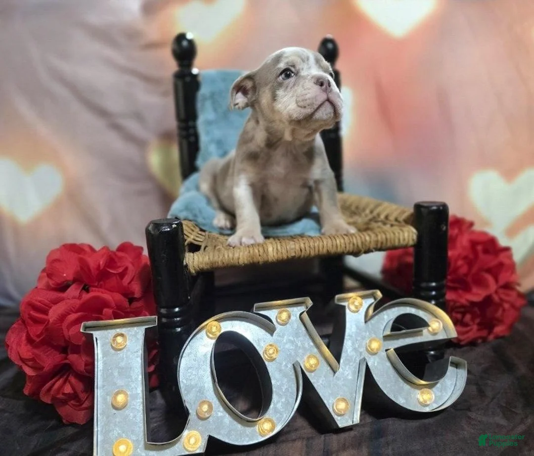 English Bulldog dogs for sale: English Bulldog Puppy 2 - Ad 3