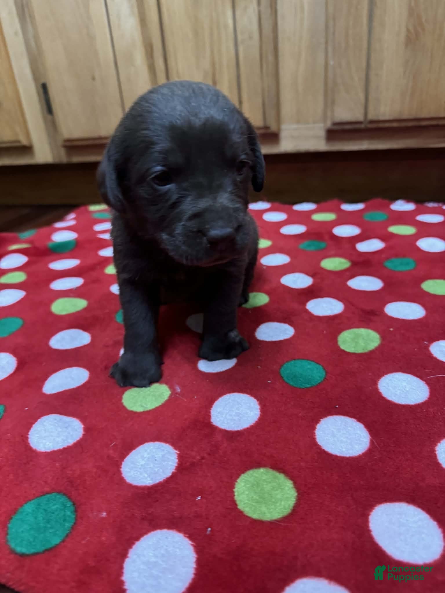 Labrador Retriever dogs Poppy - Ad 14