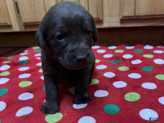 Labrador Retriever dogs Poppy - Ad 40