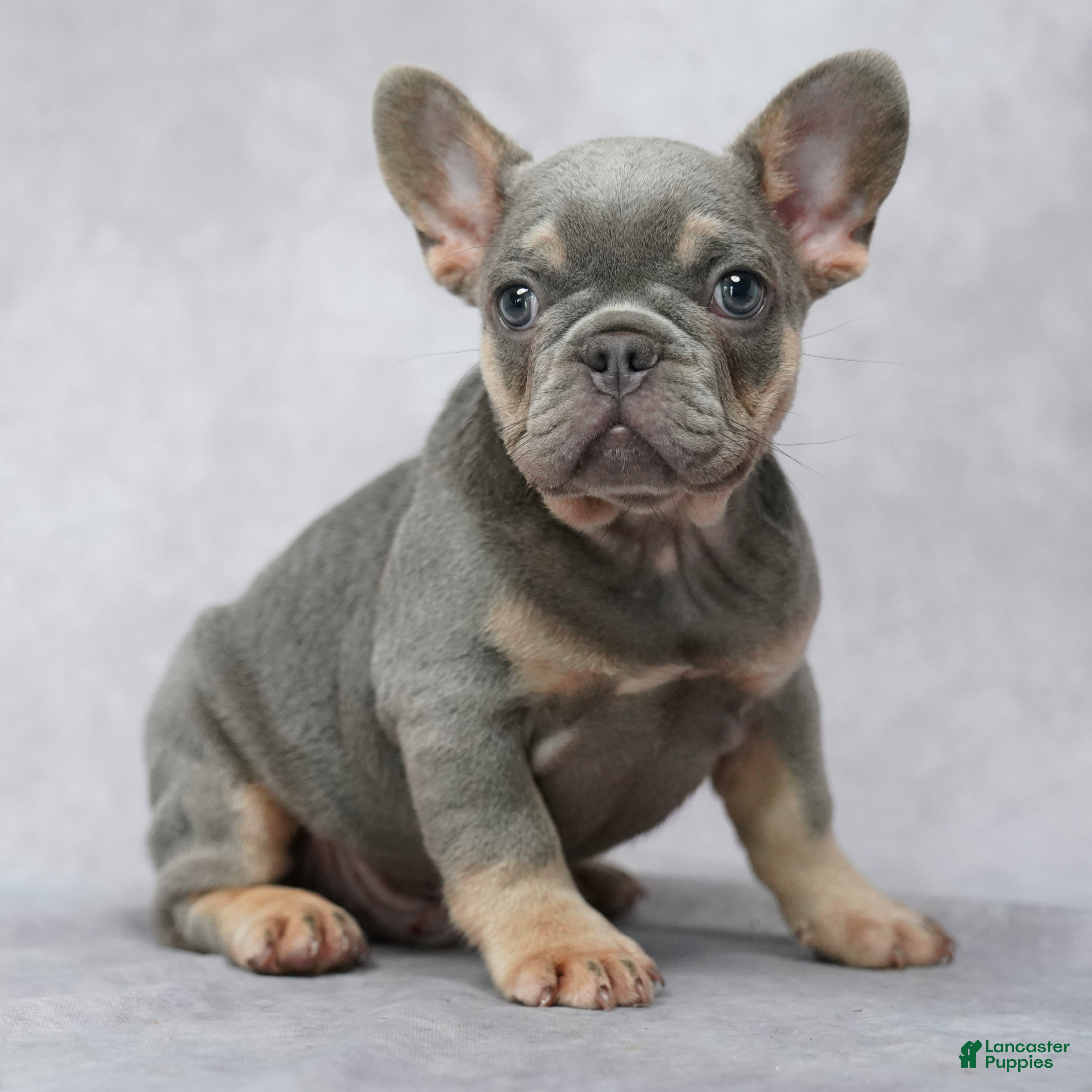 French Bulldog dogs Miles - Ad 1
