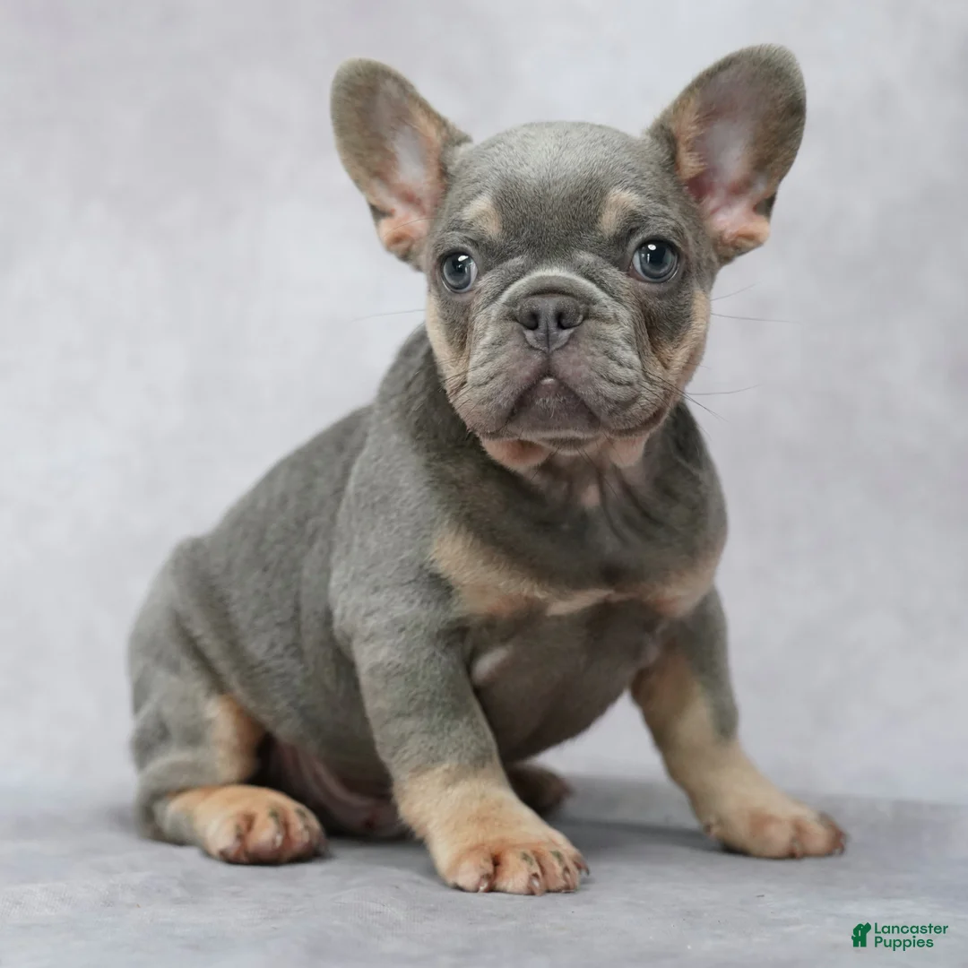 French Bulldog dogs for sale: Miles - Ad 1
