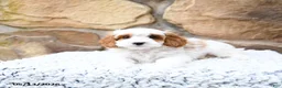 Cavapoo dogs for sale: Marshmallow - Ad 11