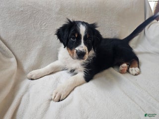 Australian Shepherd dogs Colonel Mustard - Ad 41