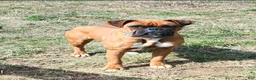 Boxer dogs for sale: Jayla  - Ad 4