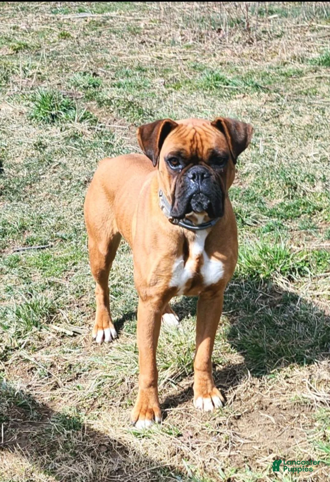 Boxer dogs for sale: Jayla  - Ad 4