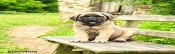 English Mastiff dogs for sale: Lily - Ad 5