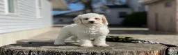 Miniature Poodle dogs for sale: Zella - Ad 1