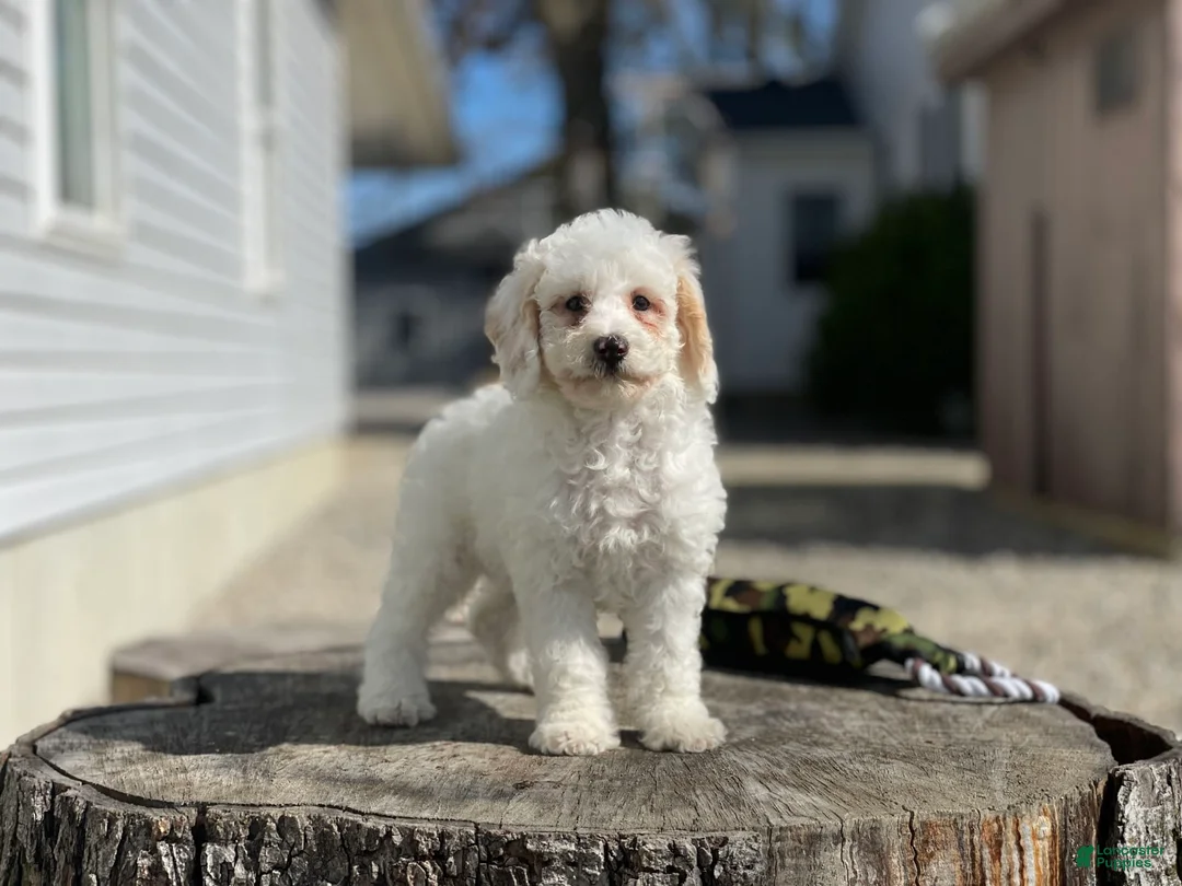 Miniature Poodle dogs for sale: Zella - Ad 1