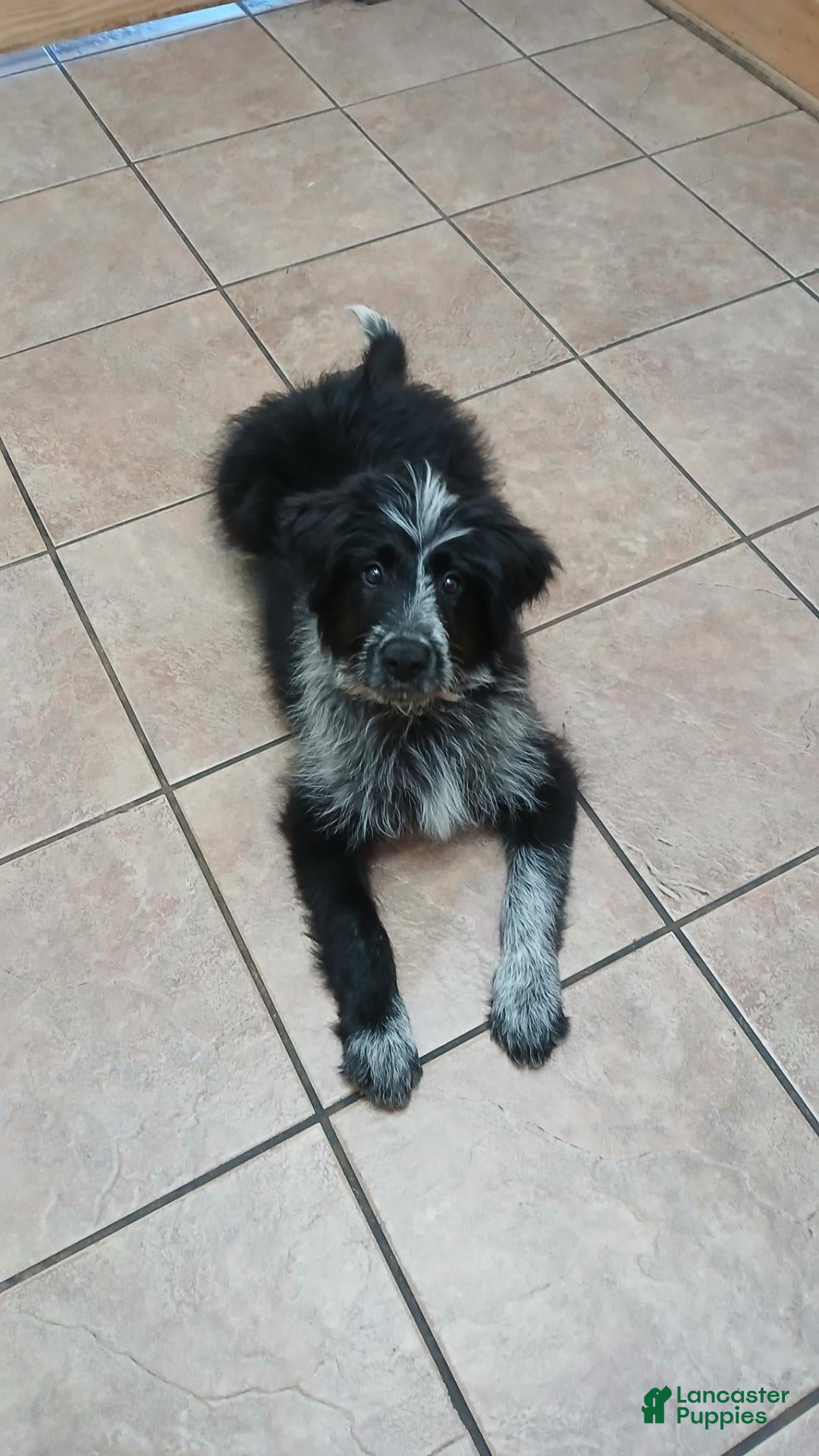 Mixed Breed dogs Tucker - Ad 25