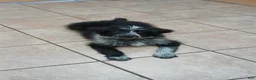 Mixed Breed dogs for sale: Tucker - Ad 1