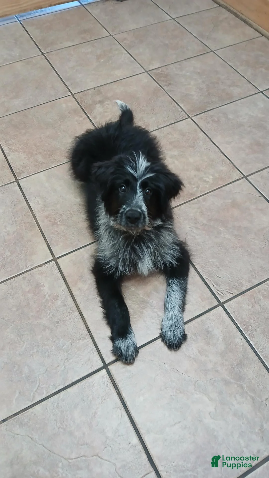 Mixed Breed dogs for sale: Tucker - Ad 1