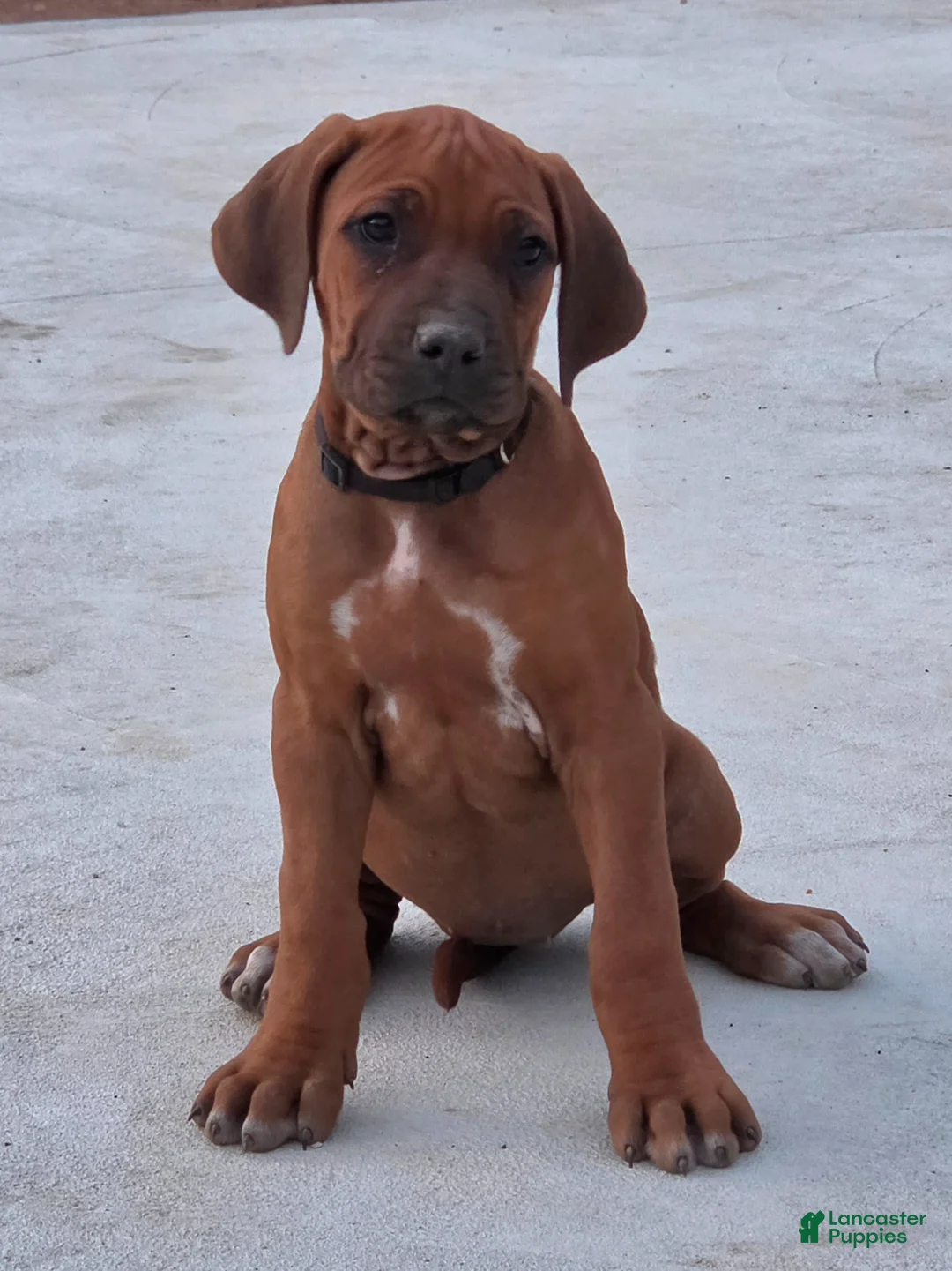 Rhodesian Ridgeback dogs for sale: Rhodesian Ridgeback Puppy 5 - Ad 2
