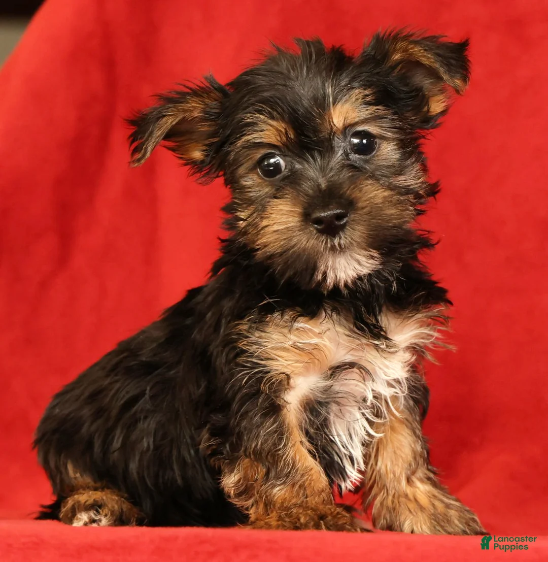 Yorkshire Terrier dogs for sale: Hailey - Ad 2