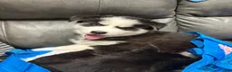 Siberian Husky dogs for sale: Blue - Ad 4