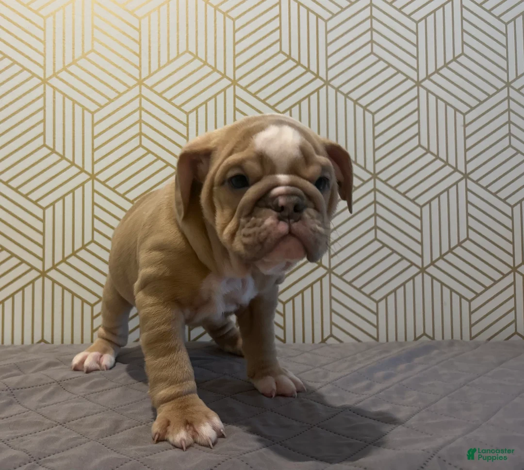 English Bulldog dogs for sale: Willow - Ad 10