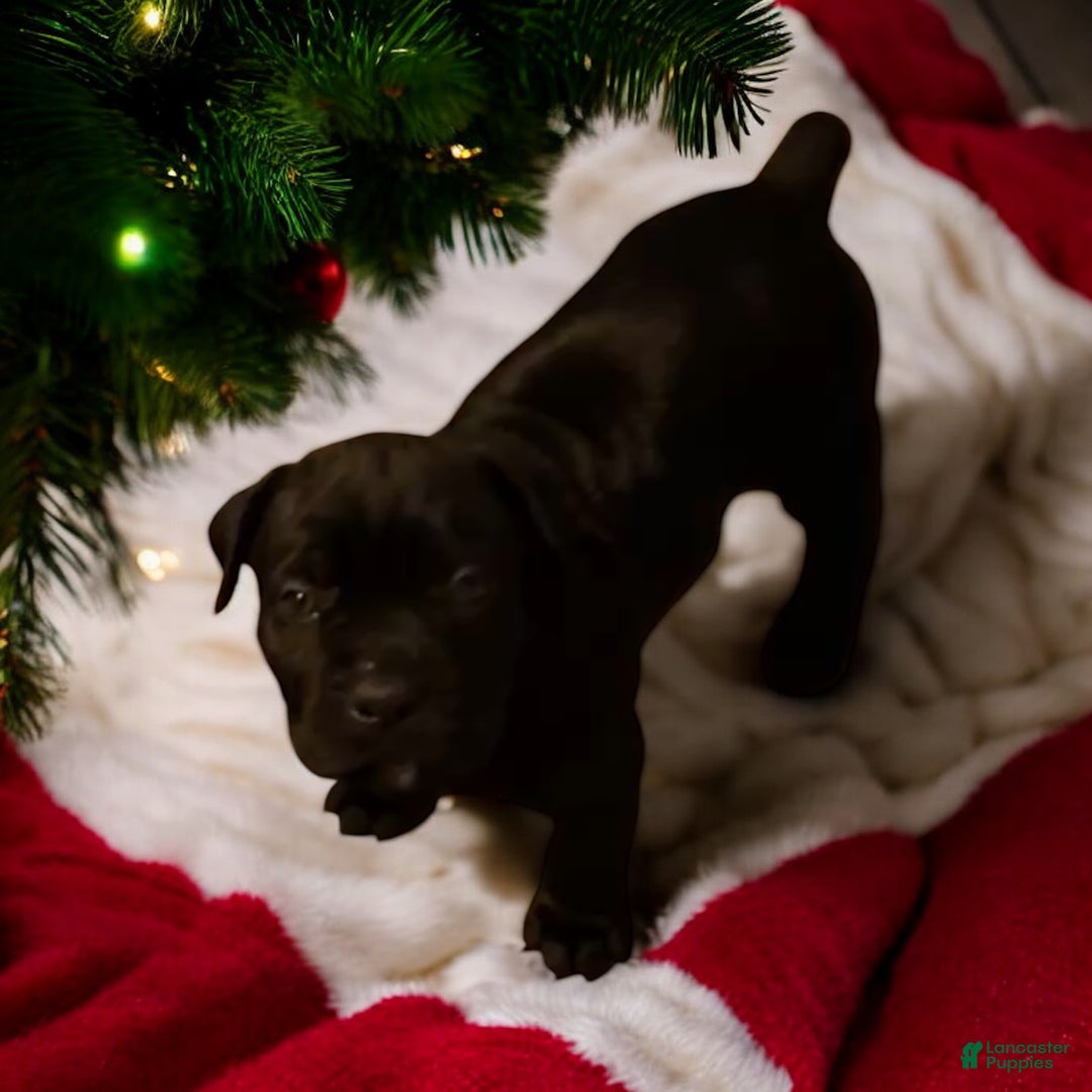 Cane Corso dogs for sale: Red - Ad 1