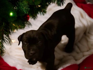 Cane Corso dogs Red - Ad 37