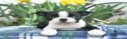 Boston Terrier dogs for sale: Violet  - Ad 2