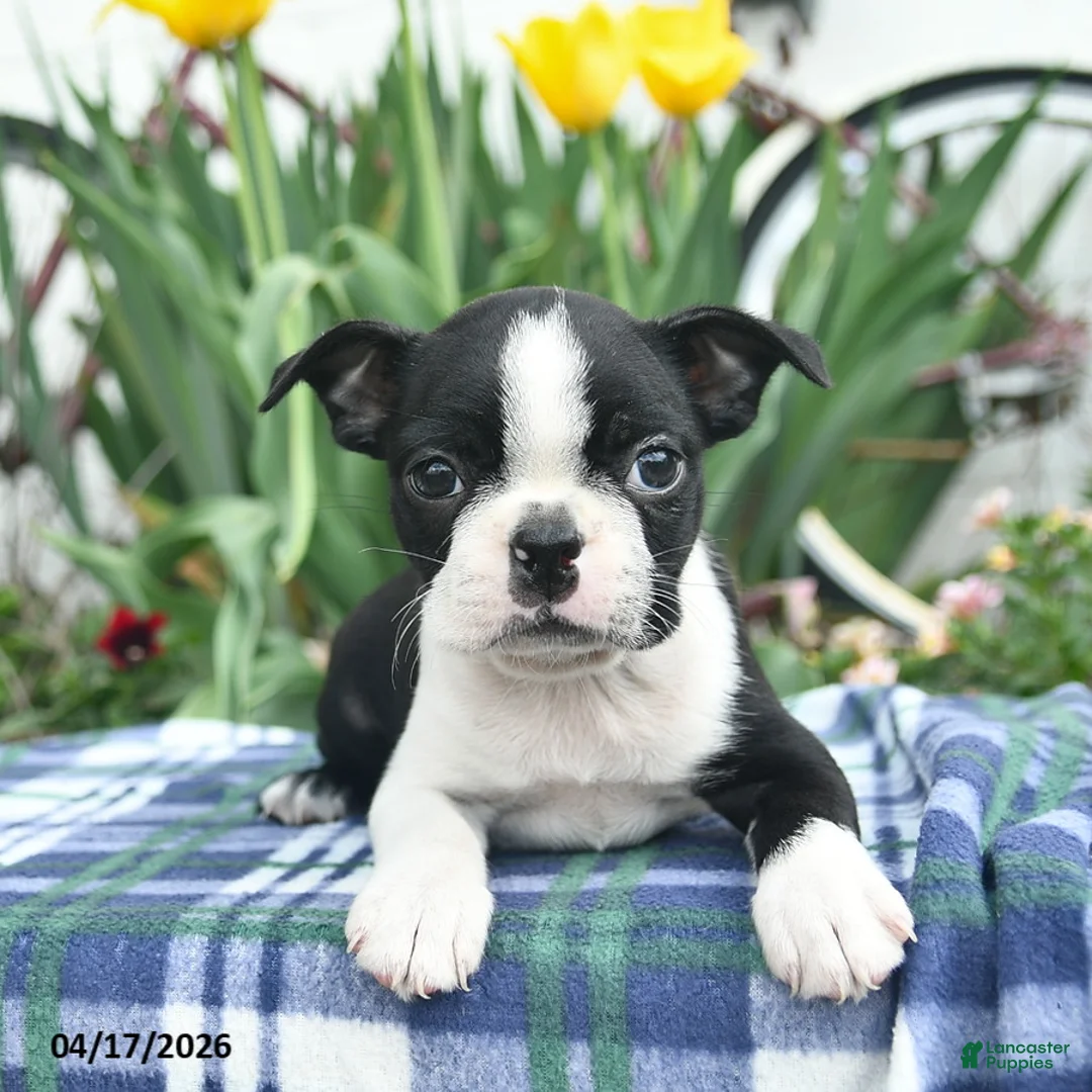 Boston Terrier dogs for sale: Violet  - Ad 2