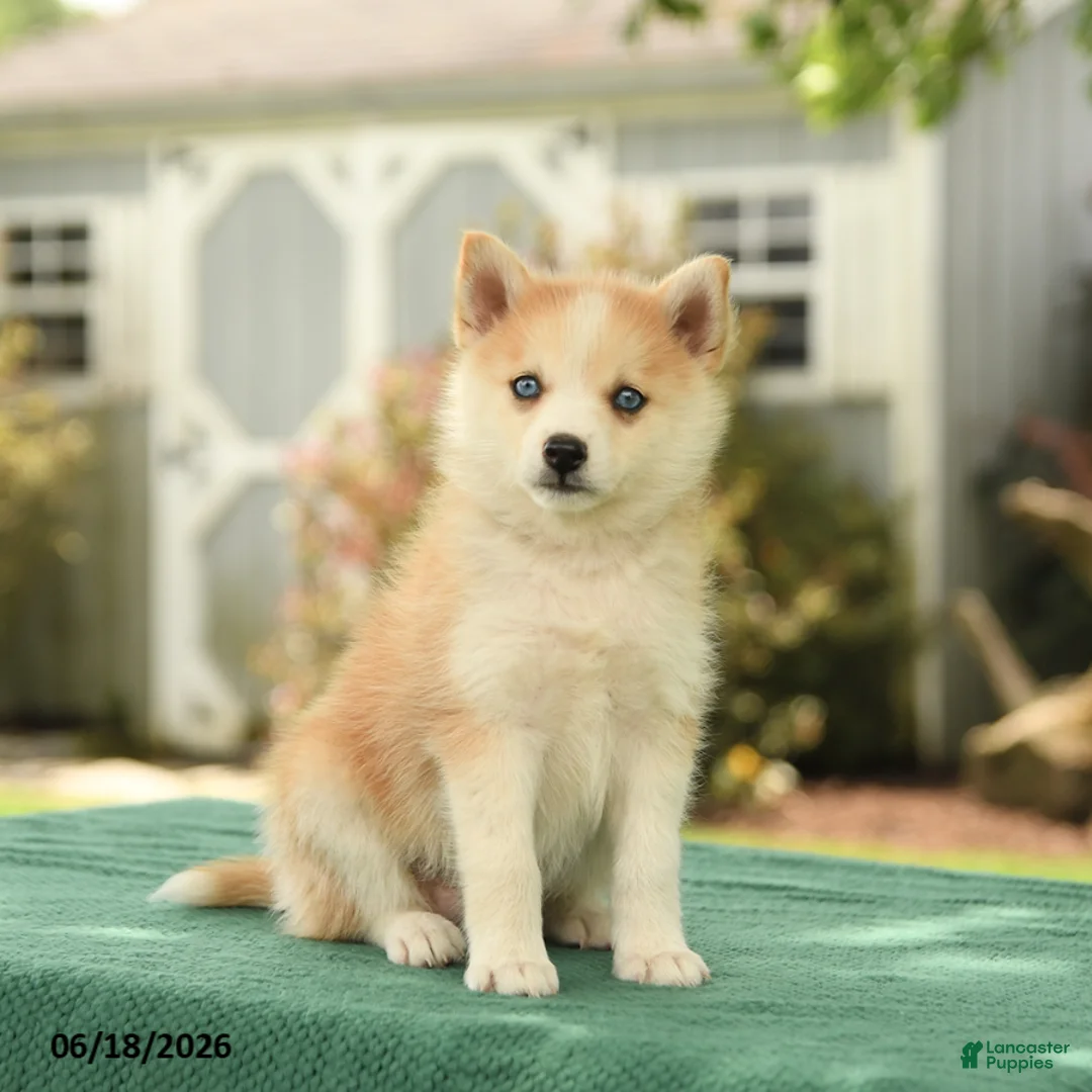 Pomsky dogs for sale: Krista - Ad 2