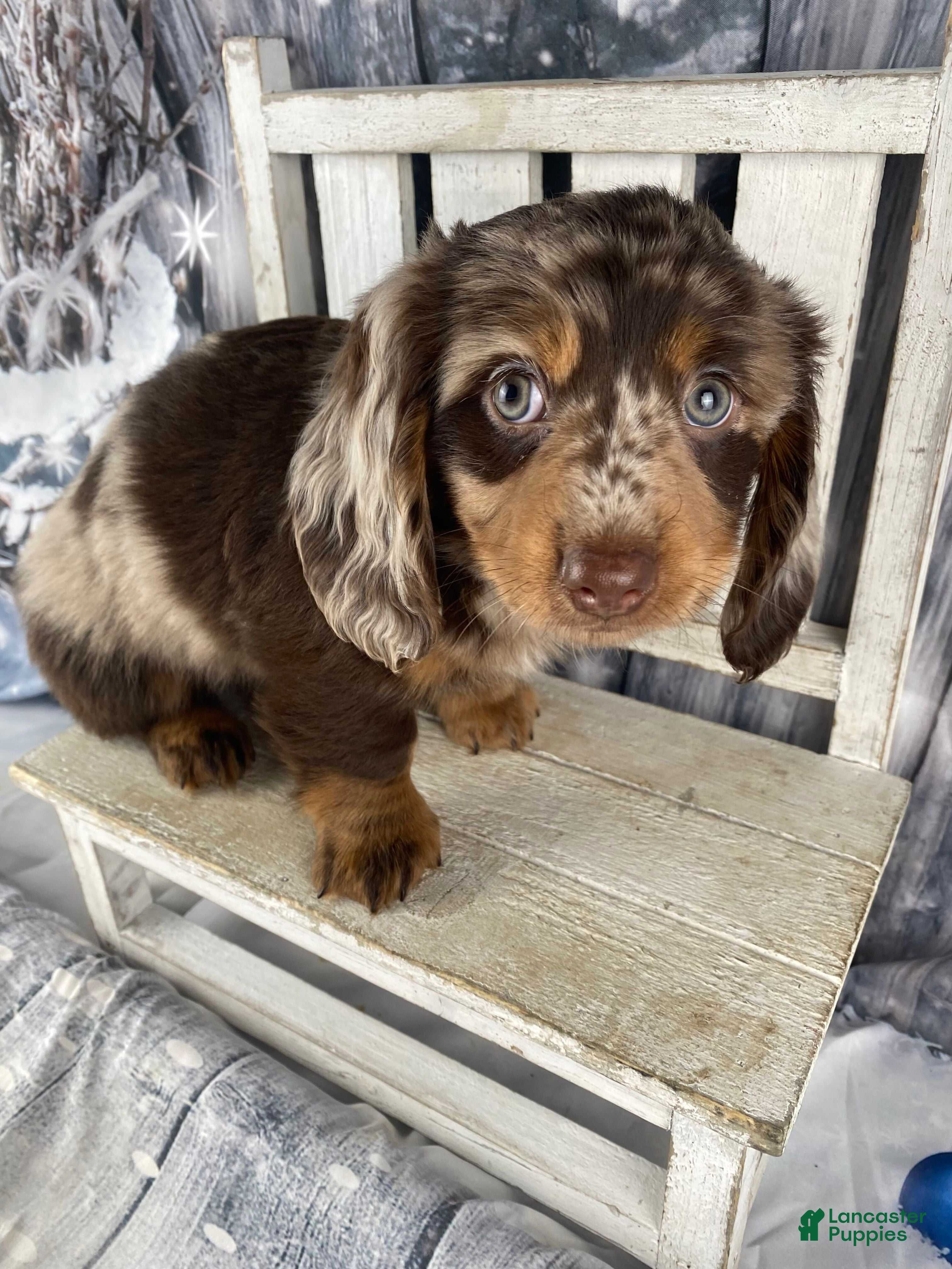 Miniature Dachshund dogs Bandit - Ad 4