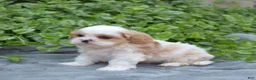 Mixed Breed dogs for sale: Timber - Ad 11