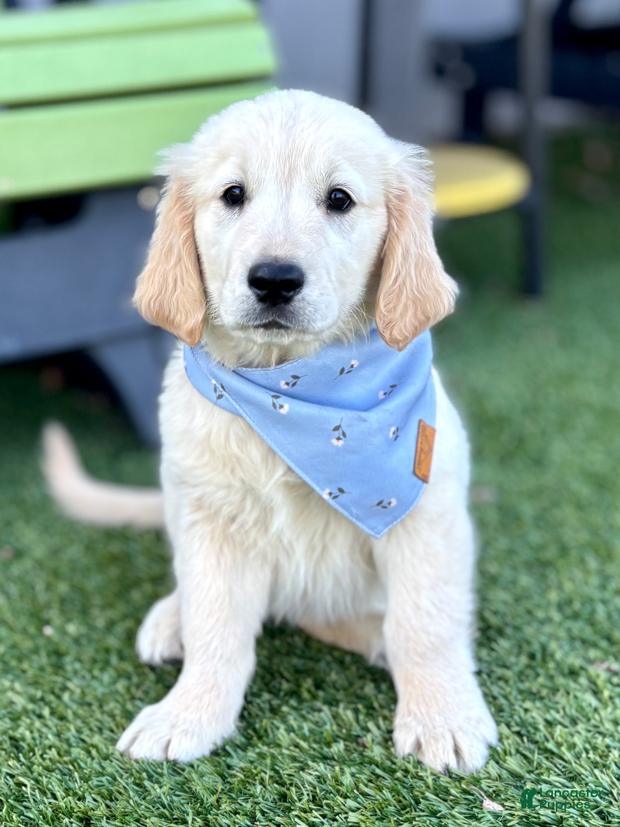 Golden Retriever dogs Kase Golden Retriever Puppy  - Ad 1