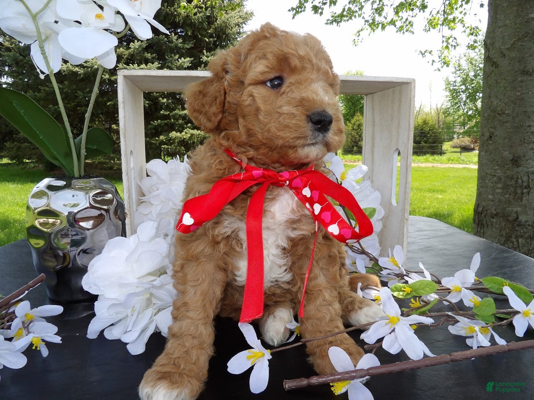 Gallery Image {{count}}