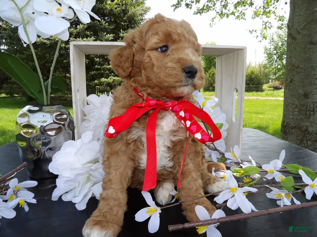 Gallery Image {{count}}