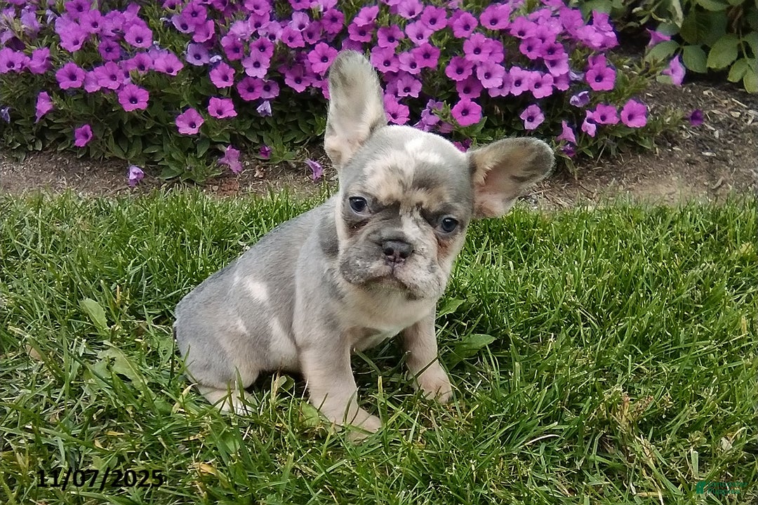 French Bulldog dogs for sale: Silas - Ad 2