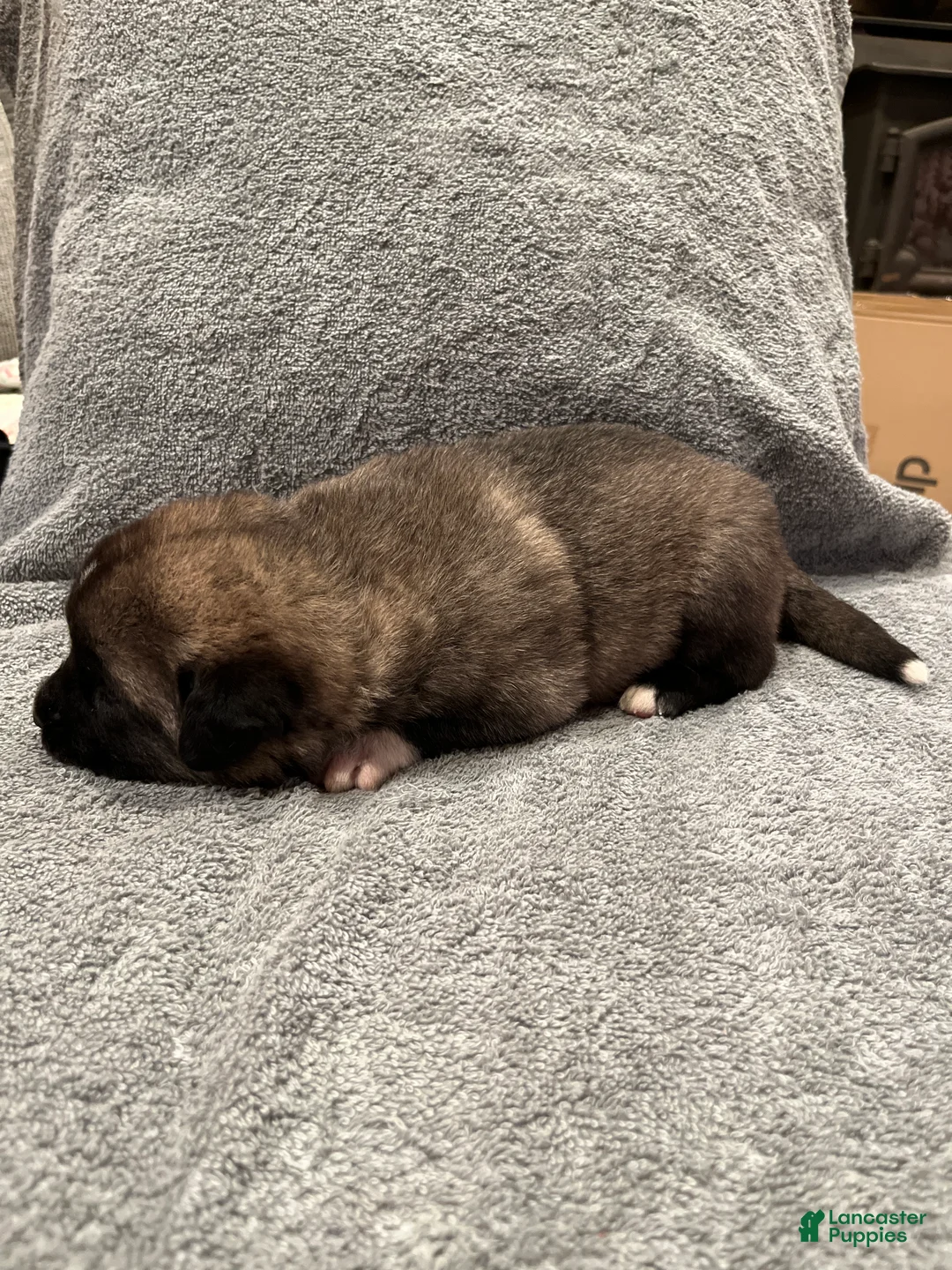 Mixed Breed dogs for sale: Boy- Red&Green - Ad 2