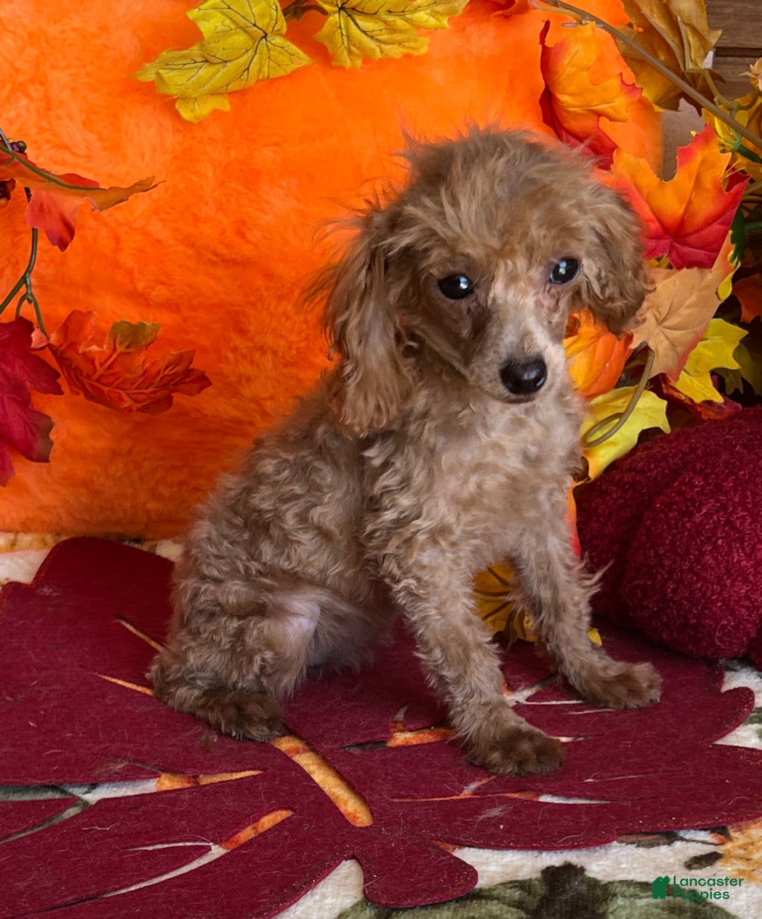 Toy Poodle dogs for sale: Rosey - Ad 3