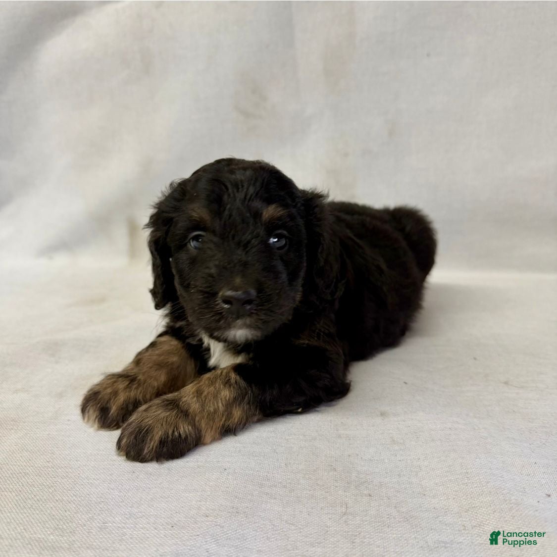 Aussiedoodle dogs Leo - Ad 1