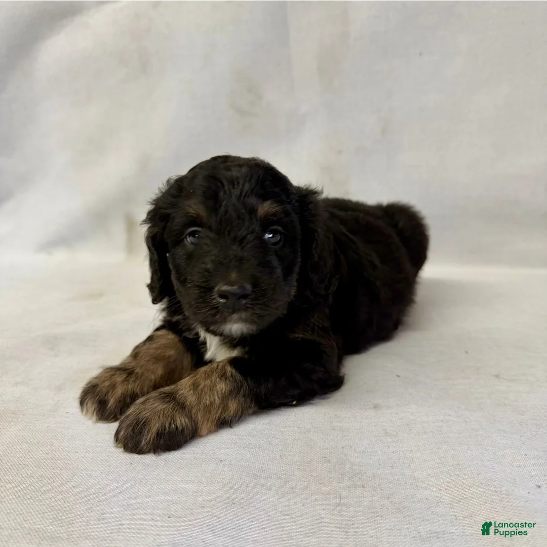 Aussiedoodle dogs for sale: Leo - Ad 1